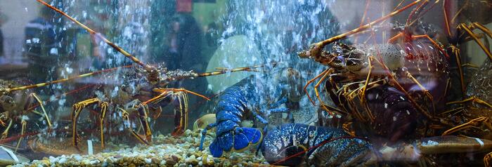 Hoe kunstmatig zeewater maken voor een zoutwater aquarium