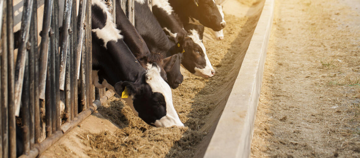 Animal feed salt: essential supplement for your livestock